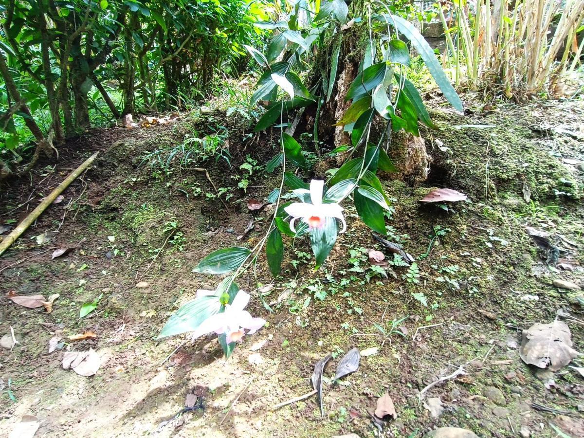 Cabana Vista Rio Celeste Eksteriør bilde